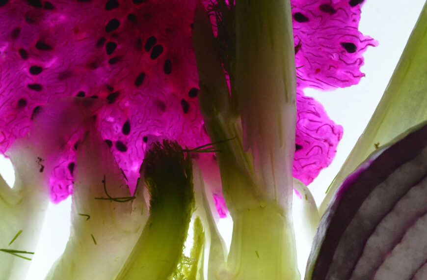 Exposition “Banquet d’images” — Du 7 mai au 7 octobre 2025